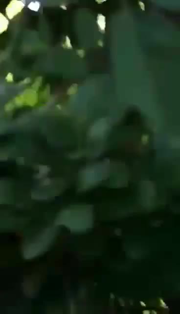 Horny Amateur Couple Caught Fucking In  Park