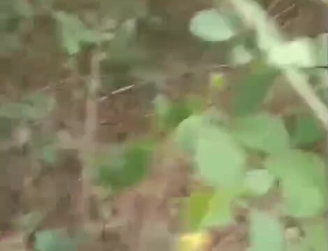 Sister Fucked By Brother Outside