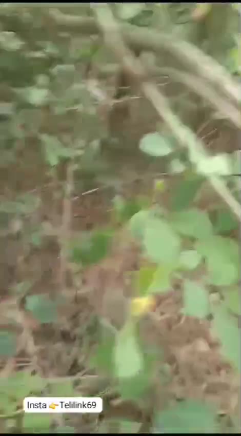 Sister Fucked By Brother Outside